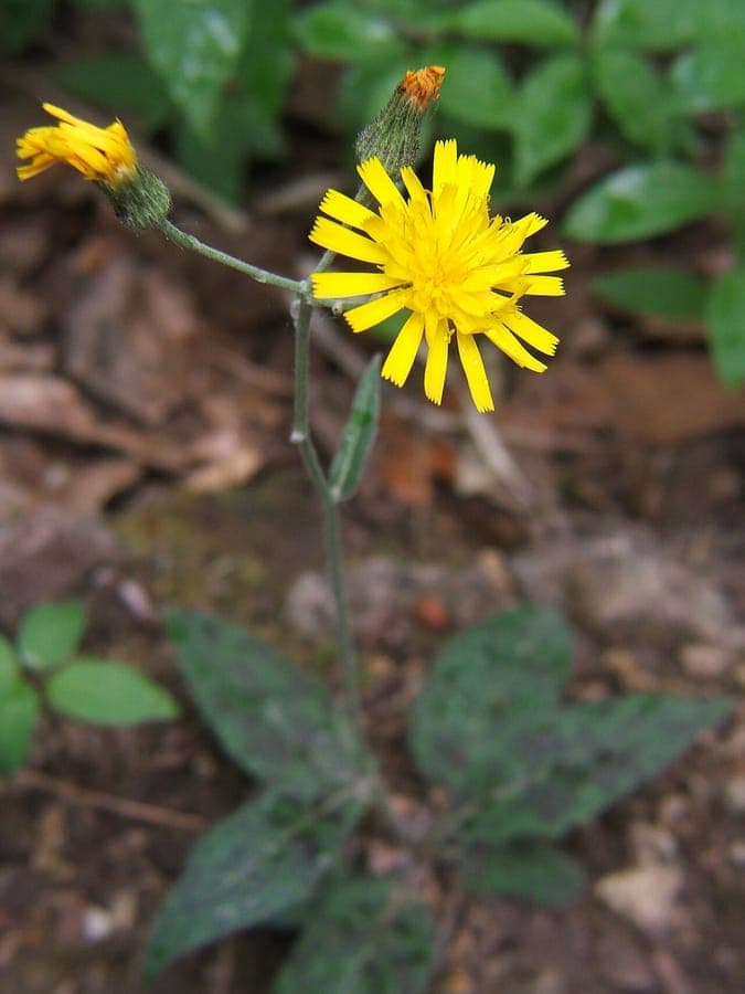 Yellow flowers of spotted hawkweed