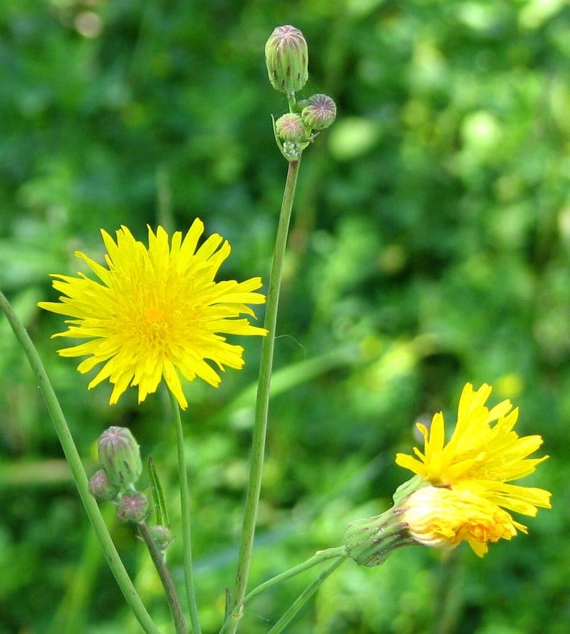 Rough-leaved hawkweed with yellow flowers