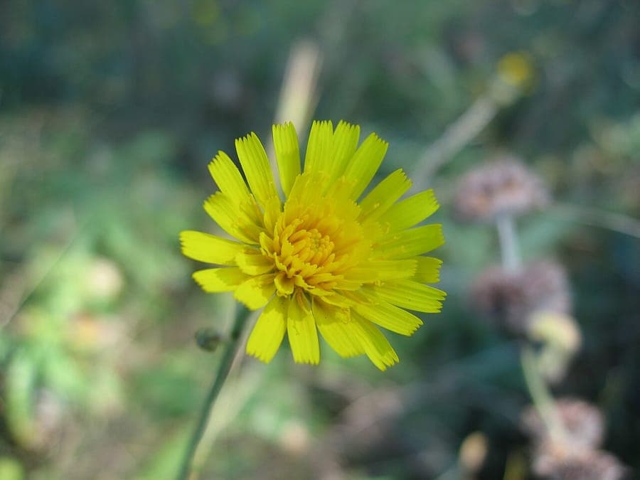 Hieracium sabaudum gelbe Blüten an Berghängen