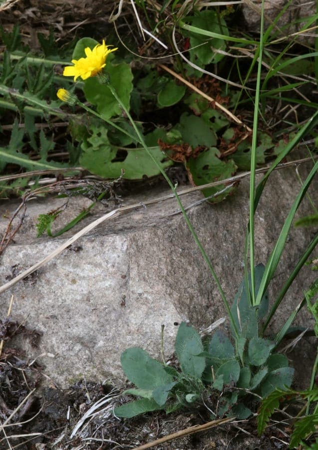 Blasses Habichtskraut mit gelben Blüten auf felsigem Untergrund