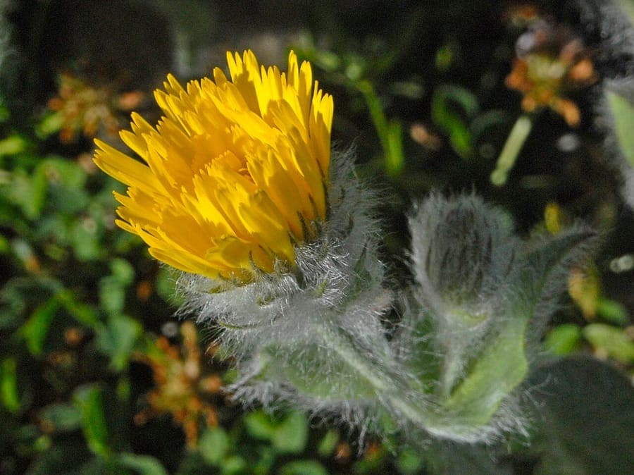 Hieracium villosum mit behaartem graugrünem Laub und gelben Blüten