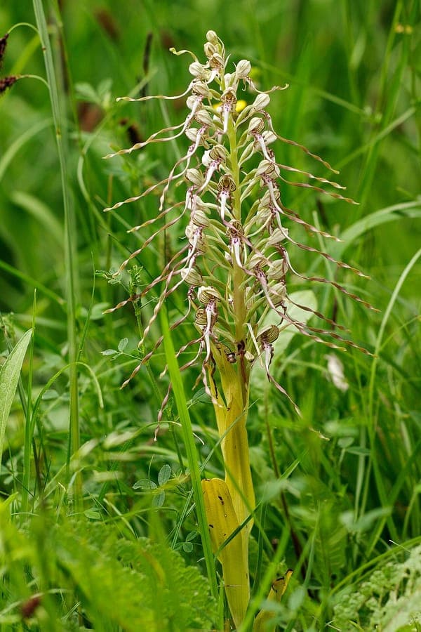 Himantoglossum hircinum Blüten mit charakteristischen echsenartigen Blütenblättern