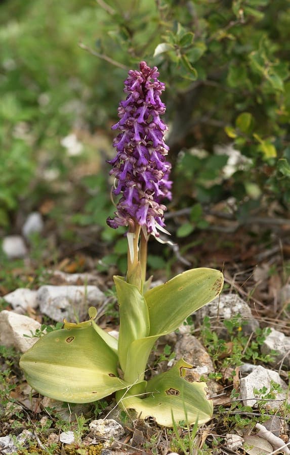 Purpurfarbene Blüten von Himantoglossum robertianum