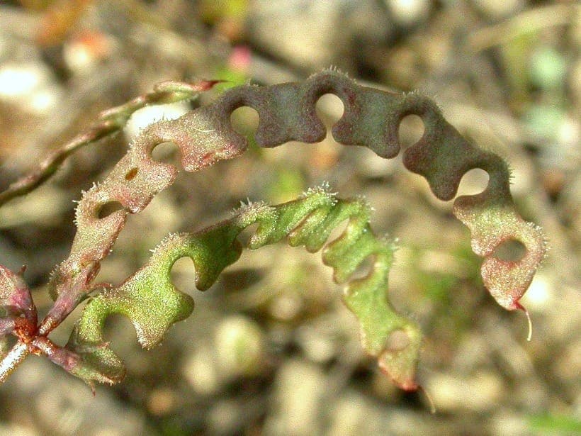 Hippocrepis ciliata yellow flowers in spring