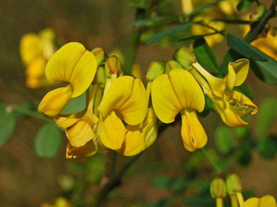 Hippocrepis emerus mit gelben Blüten und grünem Laub