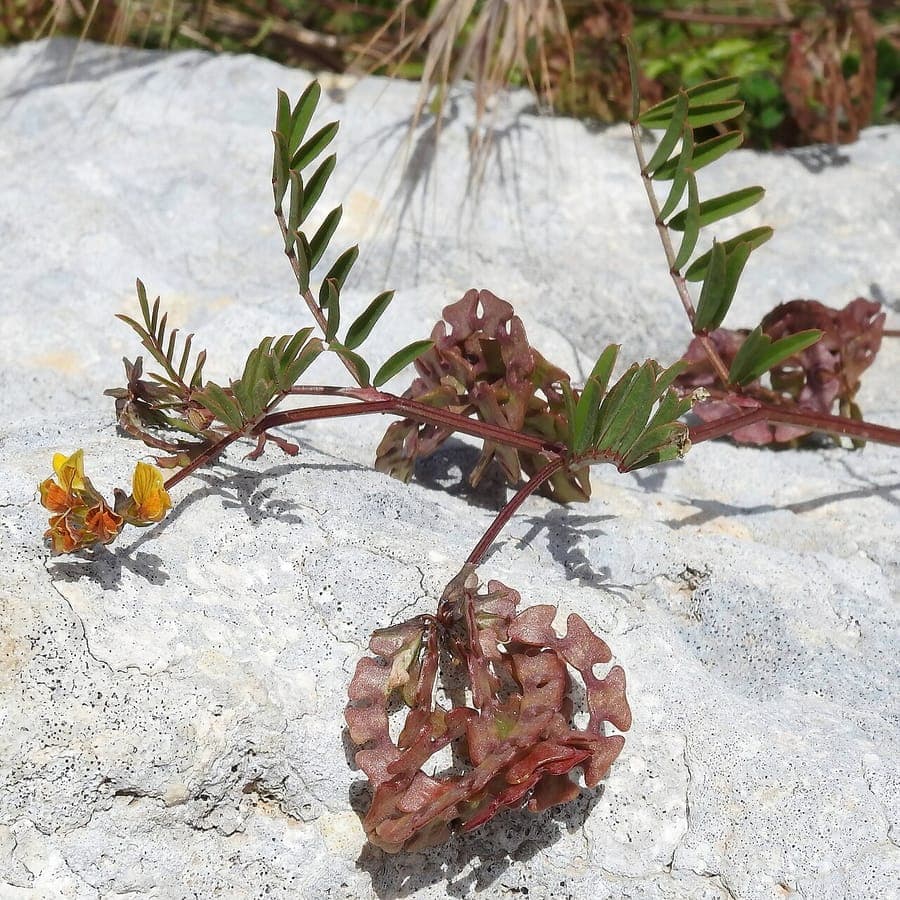 Fer-a-cheval a fruits nombreux avec petites fleurs jaunes dans un jardin rocheux
