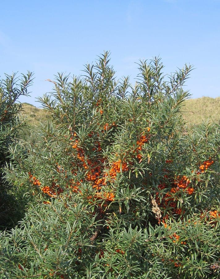 Argousier avec baies orange vives
