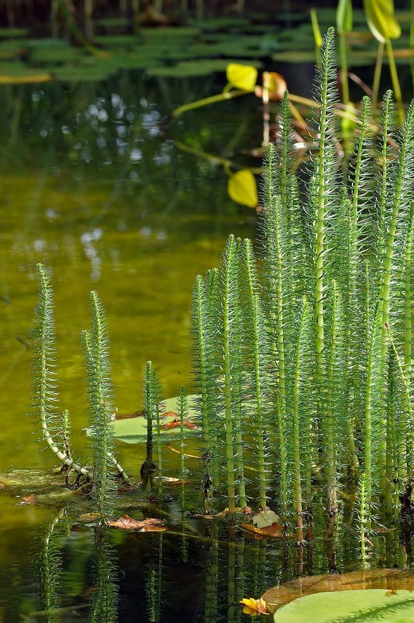 Hippuris vulgaris plante aquatique avec fleurs plumeuses au-dessus de l'eau