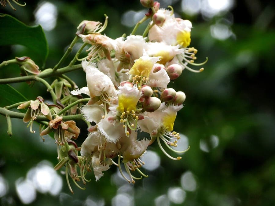 Hiptage benghalensis flowers and foliage