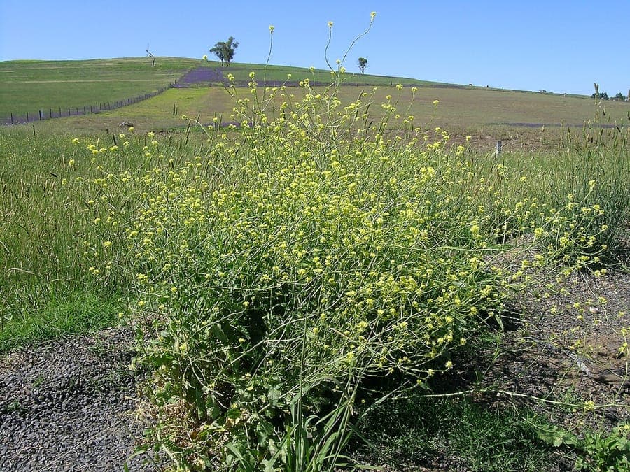 Hirschfeldia incana avec fleurs jaunes et feuillage gris et duveteux