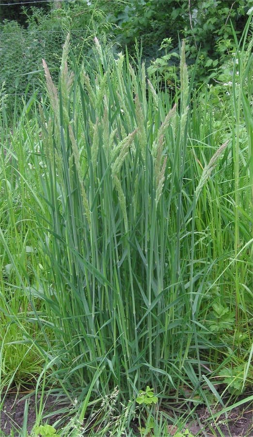 Houlque velue (Holcus lanatus) en fleurs dans un jardin humide et ensoleillé
