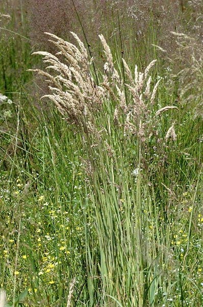 Weiches Honiggras in voller Blüte unter lichten Laubbäumen, mit silbrigen Blütenständen