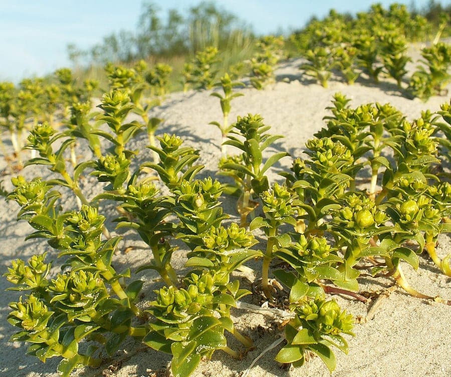 Sea Sandwort with white flowers