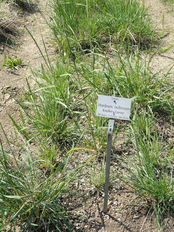 Knollagerste mit charakteristischen Grannen in grüner Scheide