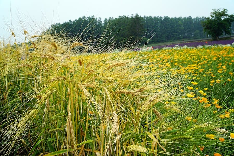 Barley ears in full growth with green spikes