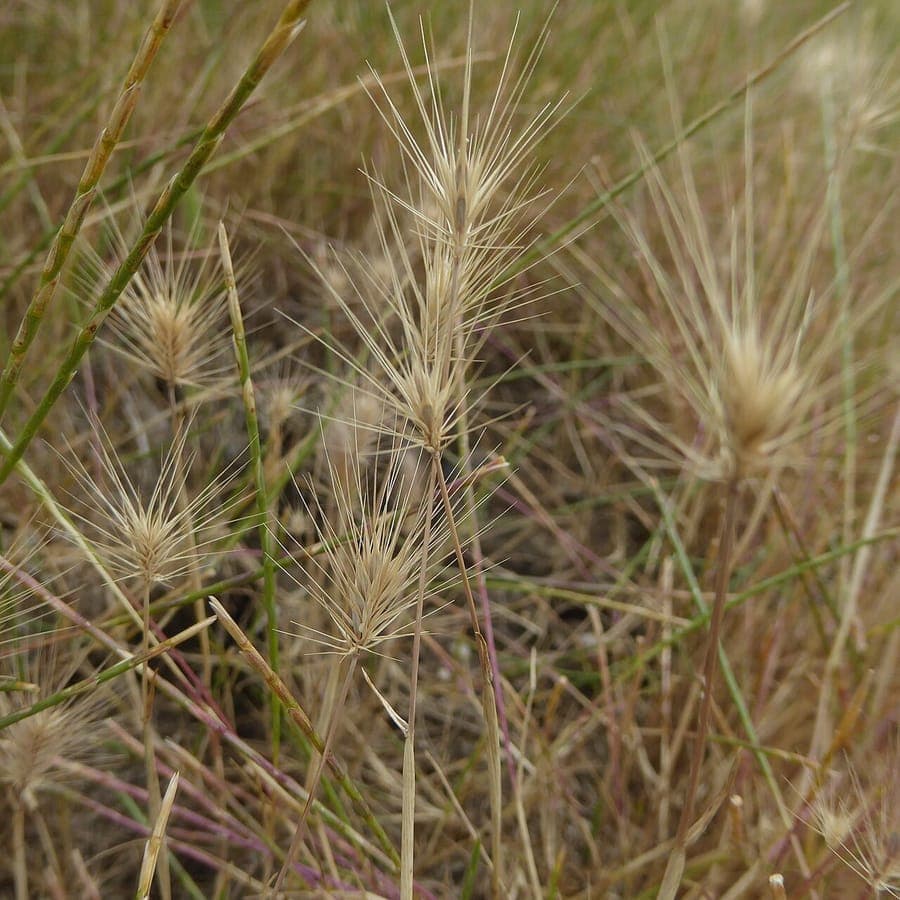 Strand-Gerste (Hordeum marinum) in voller Blüte an einer sandigen Küstenlinie, mit weichen graugrünen Blättern und aufrechten Ähren, die im Wind schwanken