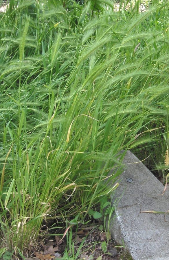 False Barley with distinctive spiky ears