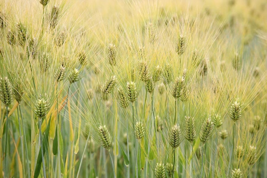 Barley plant with golden ears