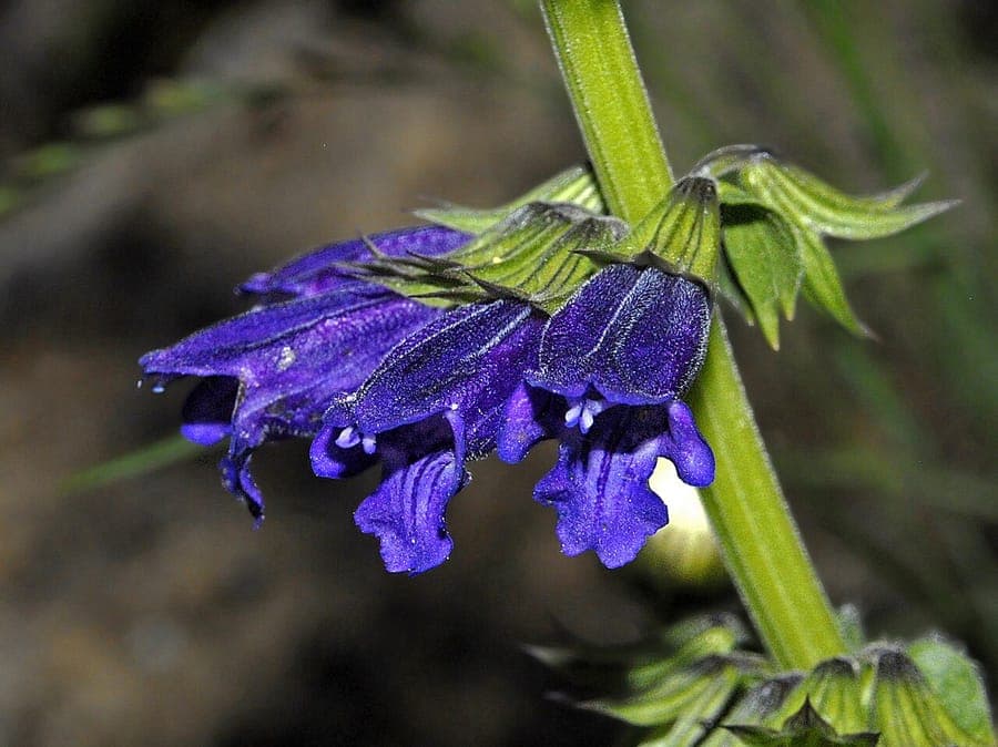 Horminum pyrenaicum with deep blue dragonmouth-like flowers