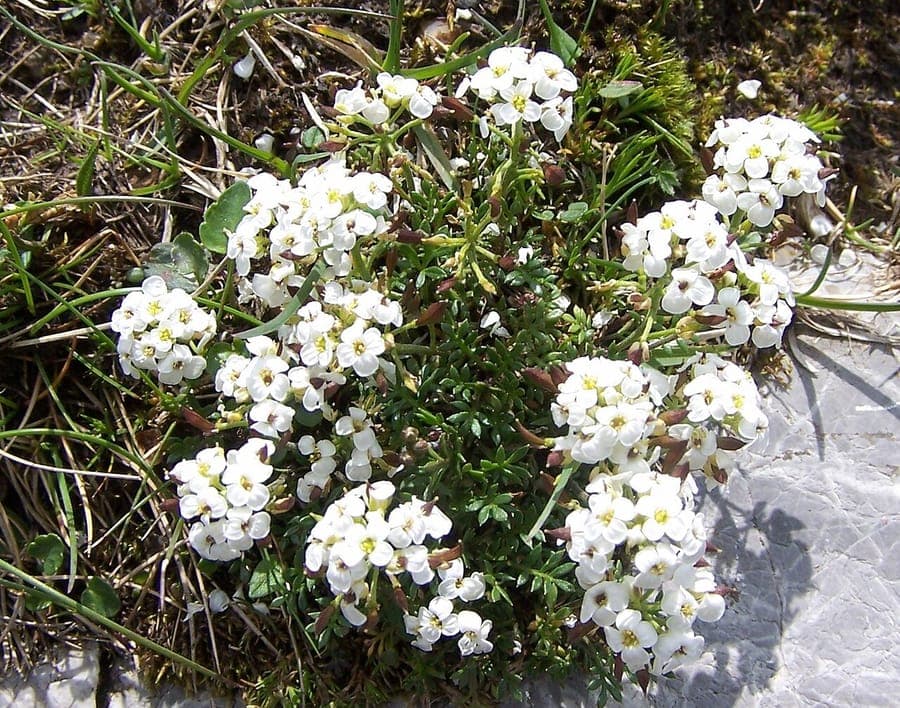 Alpinegemskers bloem