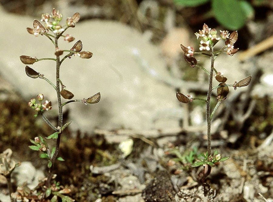 Clumps of Hutchinsia with tiny white flowers growing in rocky crevices and dry wall gaps