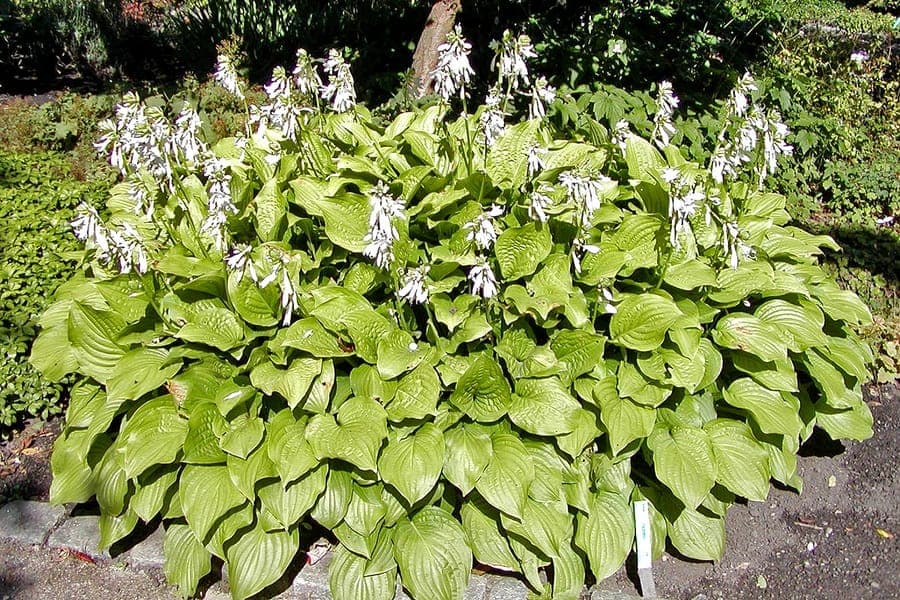 Hosta plantaginea met grote, ovale bladeren en opgaande witte bloemen in de late zomer