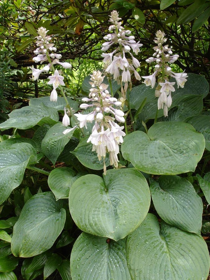 Hosta sieboldiana plant with blue-green leaves