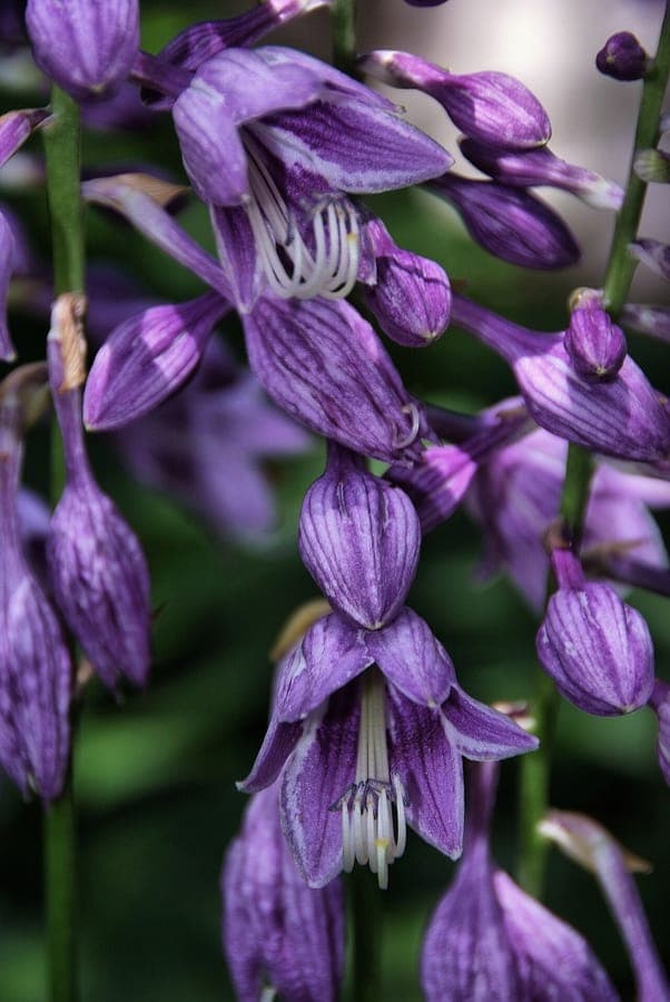 Hosta ventricosa with broad leaves and purple-blue bell-shaped flowers in a shady garden setting