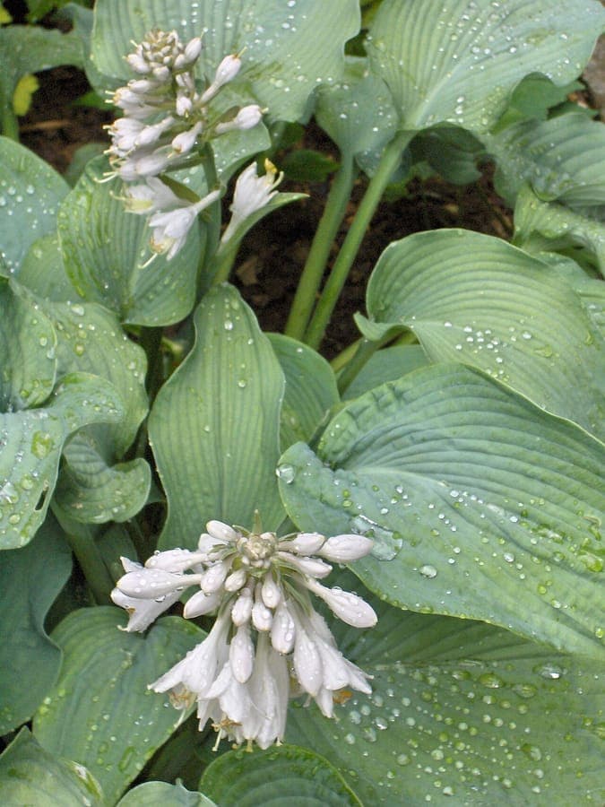 Lush hosta with large blue-green leaves in a shaded garden border