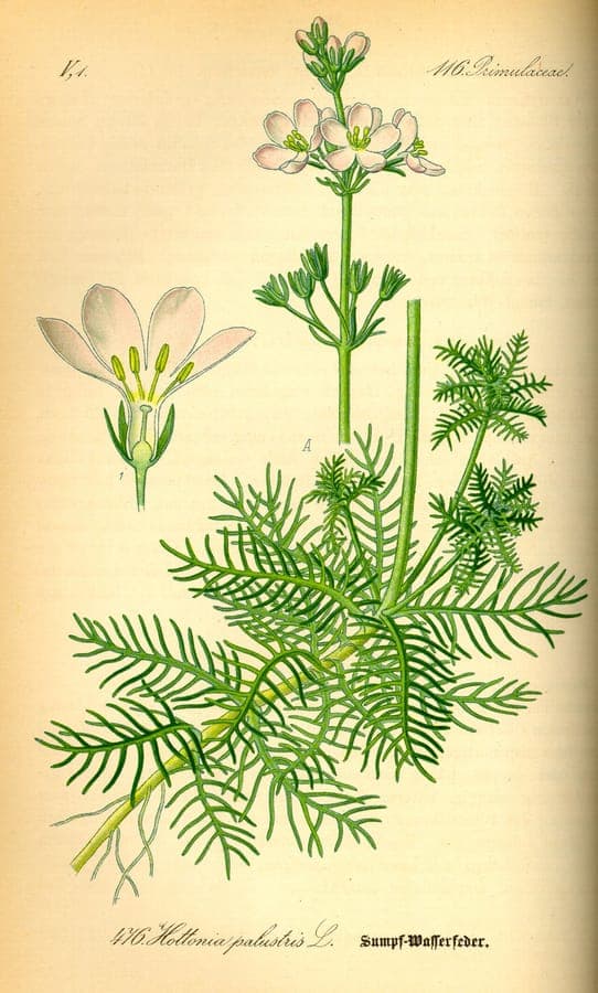 White-flowered Water-violet floating on calm water, surrounded by lush green foliage