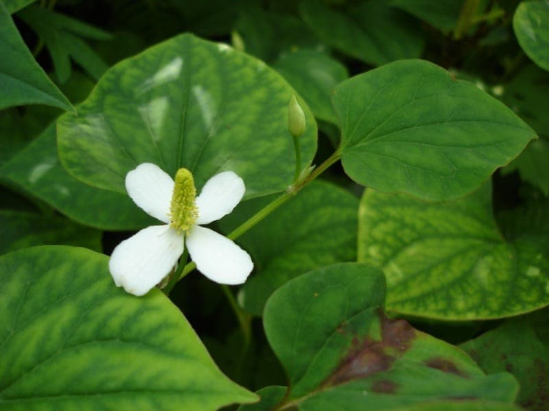 Chameleonplant met bonte bladeren