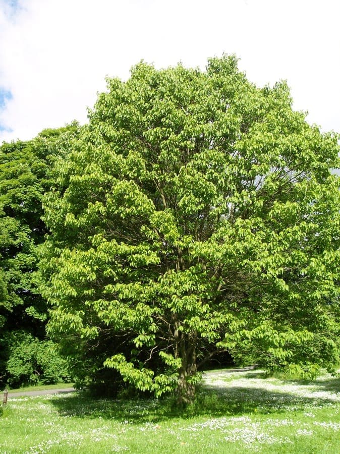 Hovenia dulcis flowers and fruit