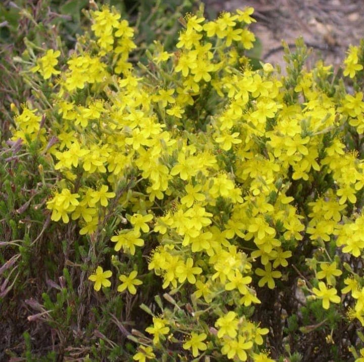 Hudsonia tomentosa als niedriger, wollig-grauer Bodendecker auf sandigem Küstenboden mit gelben Blüten