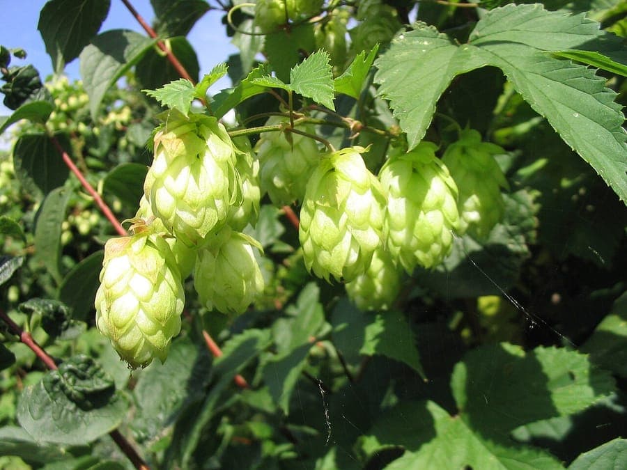 Humulus lupulus avec ses caracteristiques cones de houblon papyraces et feuilles cordifor profondement lobees