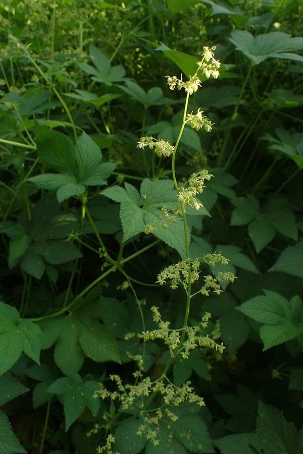 Feuillage et cones de houblon d'Humulus scandens