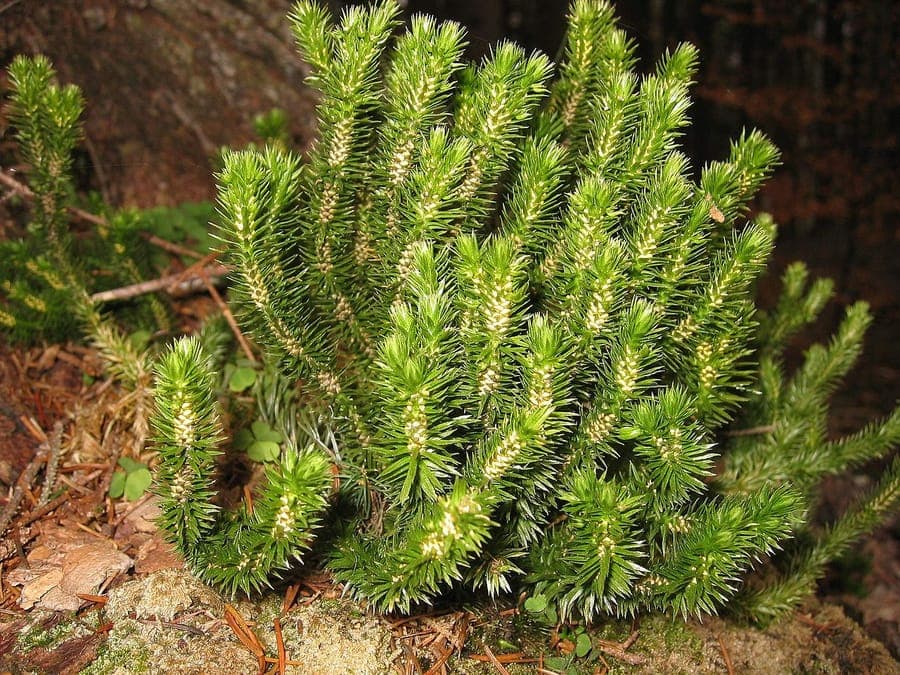 Huperzia selago showing its dense, upright growth and fine needle-like foliage