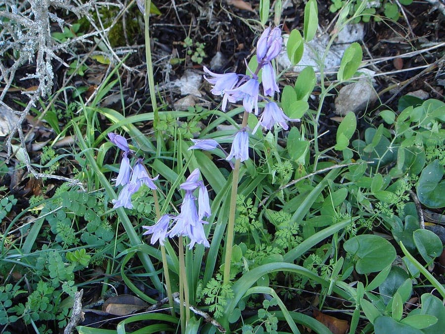 Hyacinthoides hispanica met zijn volle, helblauwe bloemen trossen en breede groene bladeren