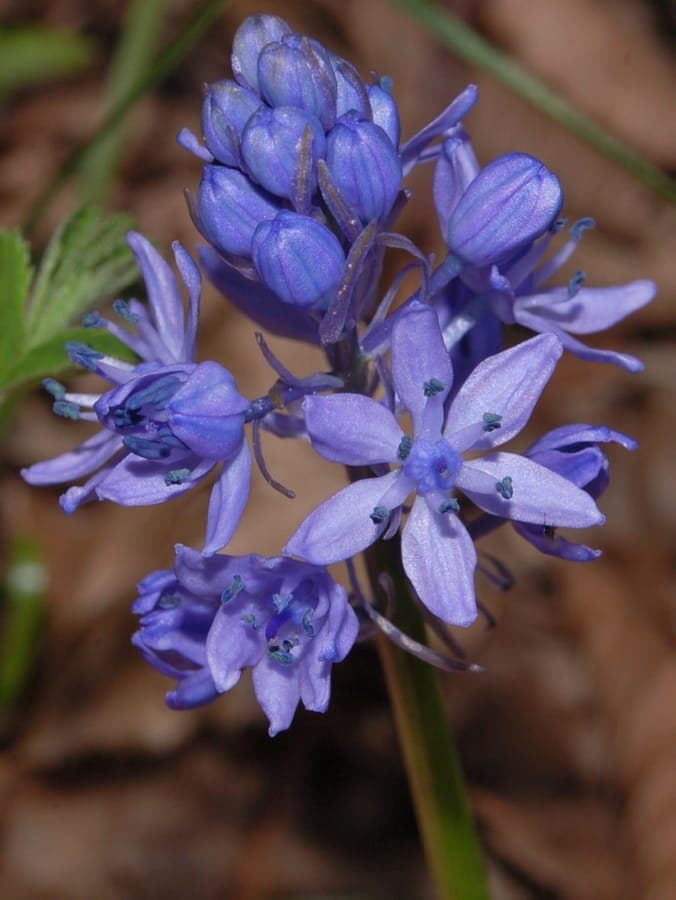 Blue flowers of Italian bluebell with green leaves