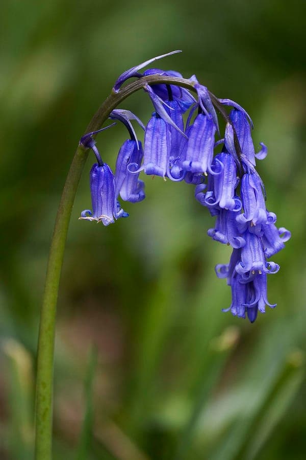 Jacinthe des bois (Hyacinthoides non-scripta) avec ses elegantes fleurs bleues pendantes