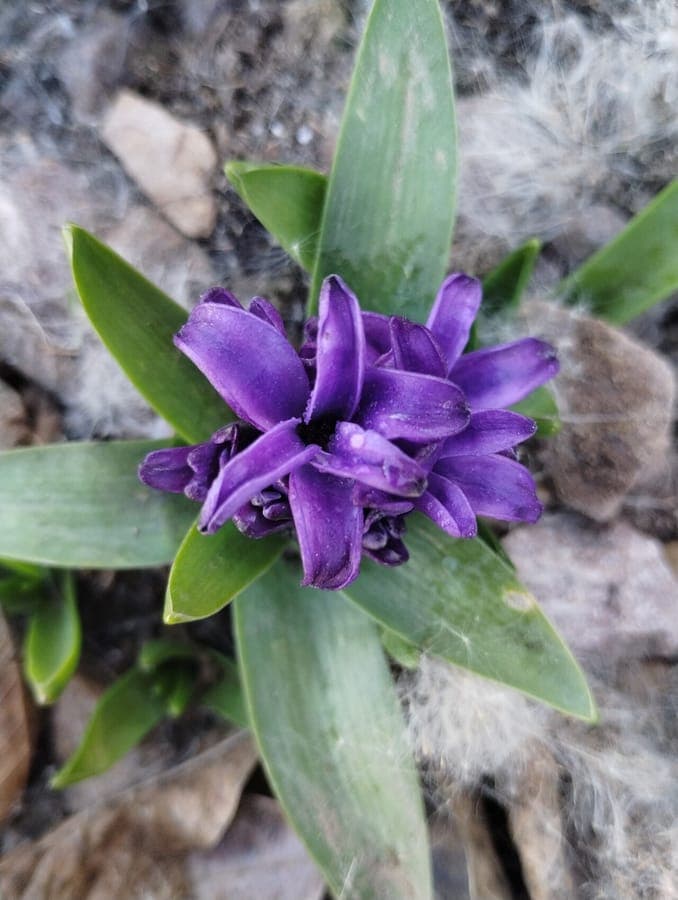 Eine Reihe leuchtend blauer Hyazinthen in voller Blüte in einem Beet, umgeben von frischem Frühlingslaub