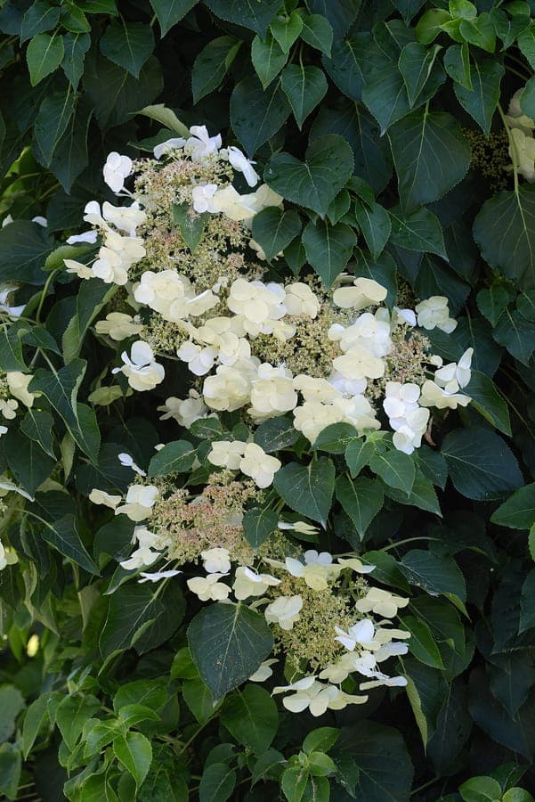 Klimmende hortensia met groepjes witte bloemen aan ranken