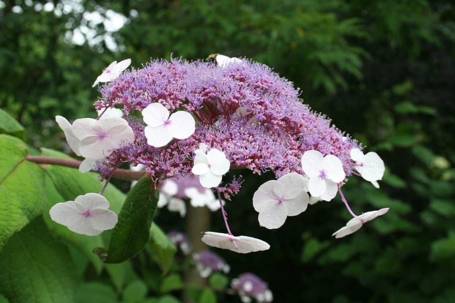 Ruwbladige hortensia met blauwe bloemen