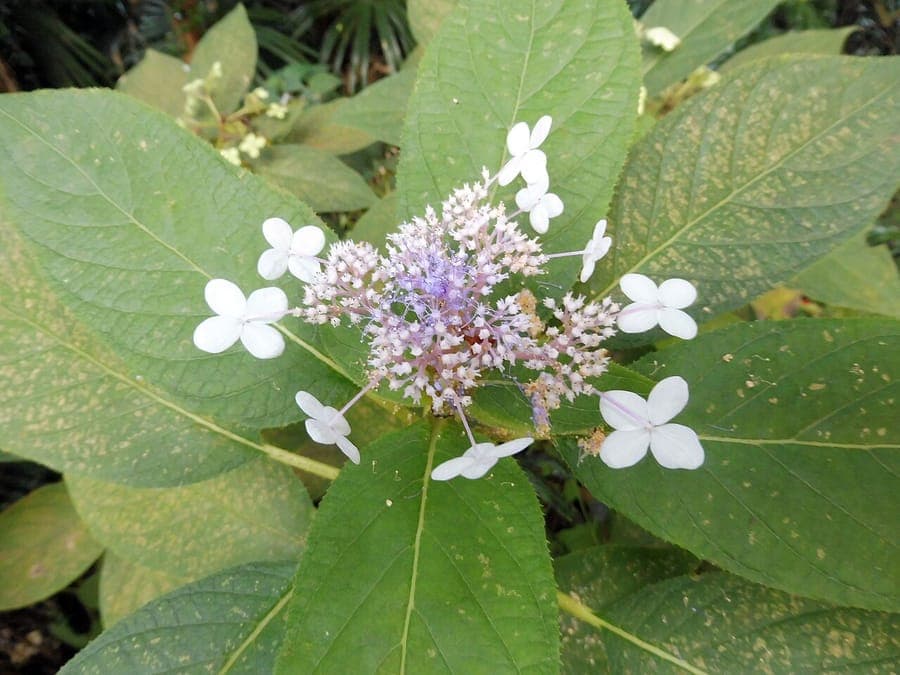 Hydrangea involucrata shrub with double flowers in partial shade