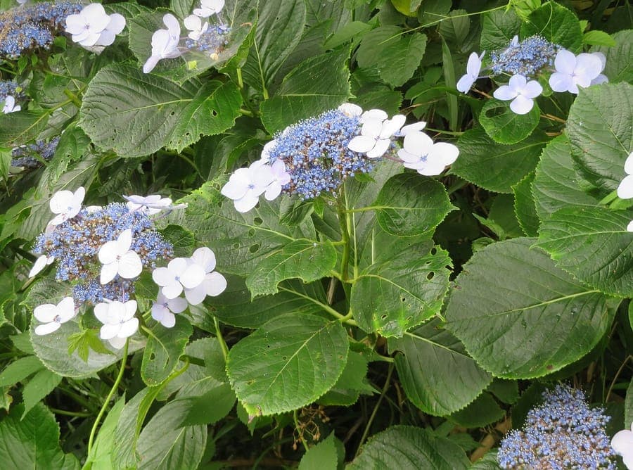 Blue and pink hydrangea flowers in full bloom in a shaded garden