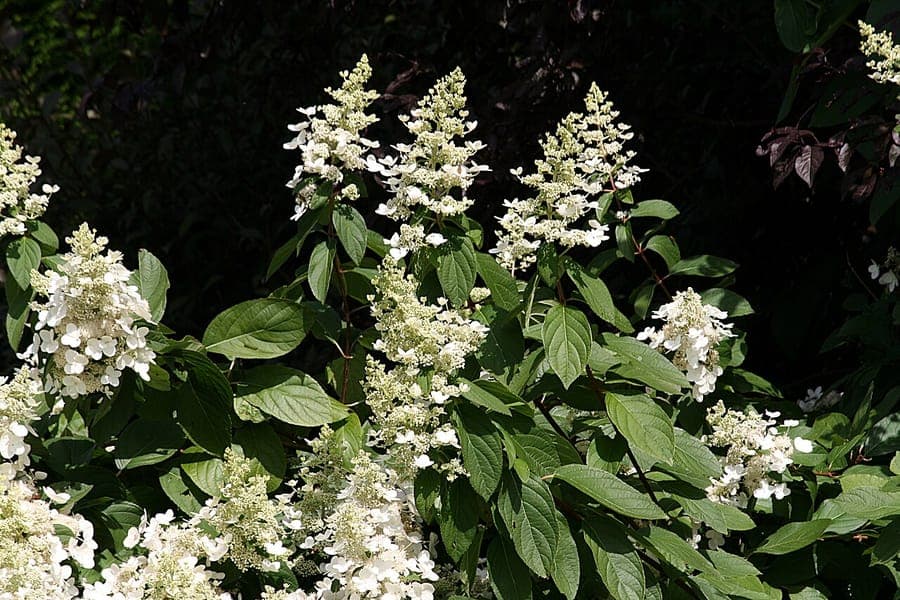 Hortensia paniculé (Hydrangea paniculata) avec ses grands panicules de fleurs blanches