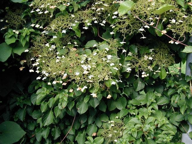 Hydrangea petiolaris klimt langs een stenen muur met groen blad en witte bloemtrossen in de lente