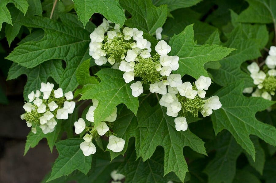 Eiken-hortensia met witte bloemen en karakteristieke eichelvormige bladeren