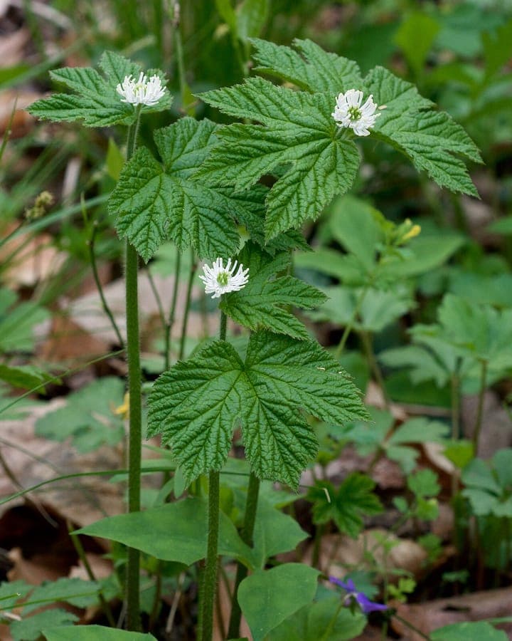Hydrastis canadensis goudenzegel plant met gele bloem
