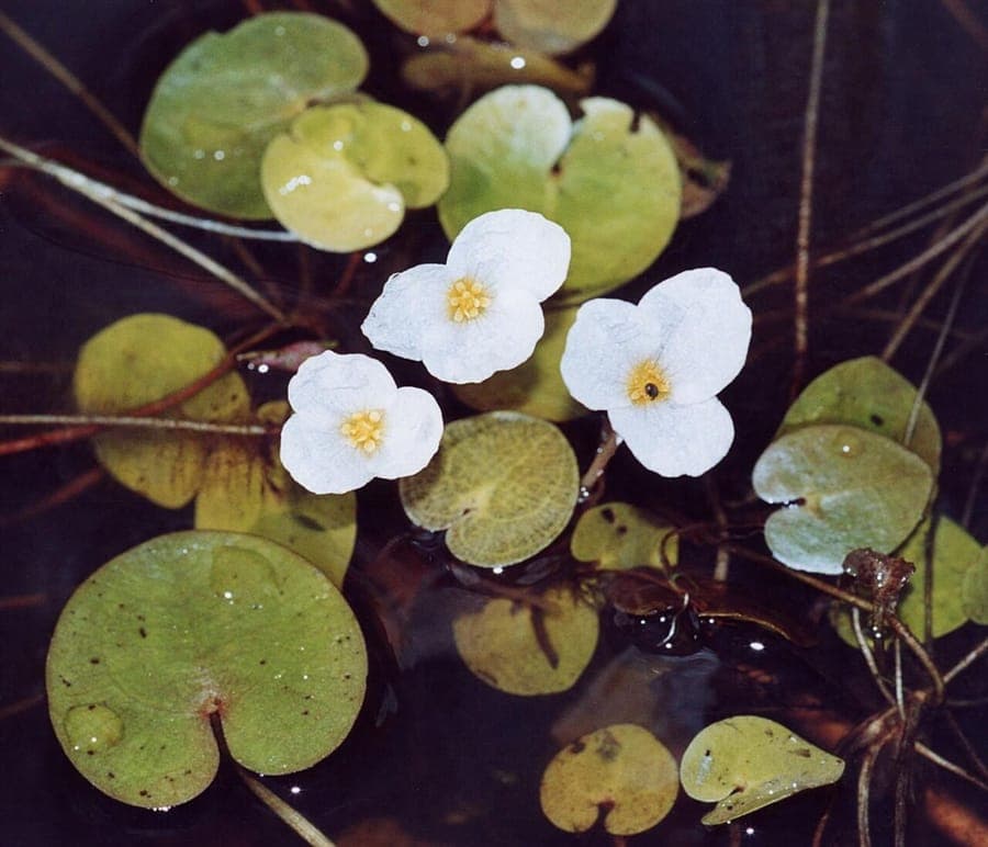 Kleine witte bloemen van Europese kikkerlepel op vijverwater met karakteristieke ronde bladeren