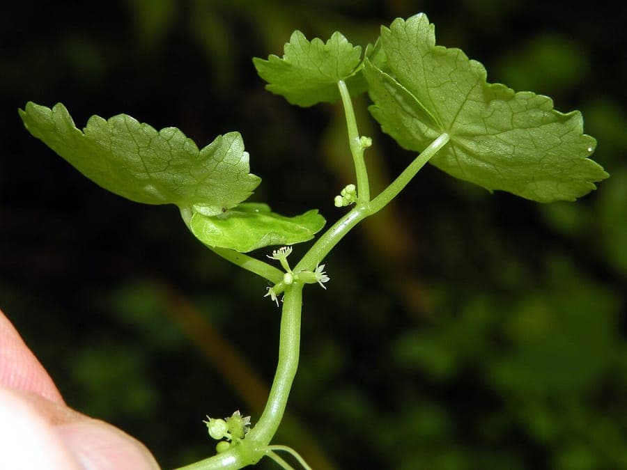 Hydrocotyle americana American marsh pennywort with round leaves at the water edge
